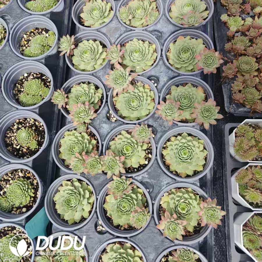 09632D90 Sempervivum Heart of Ruby - 画像 (1)