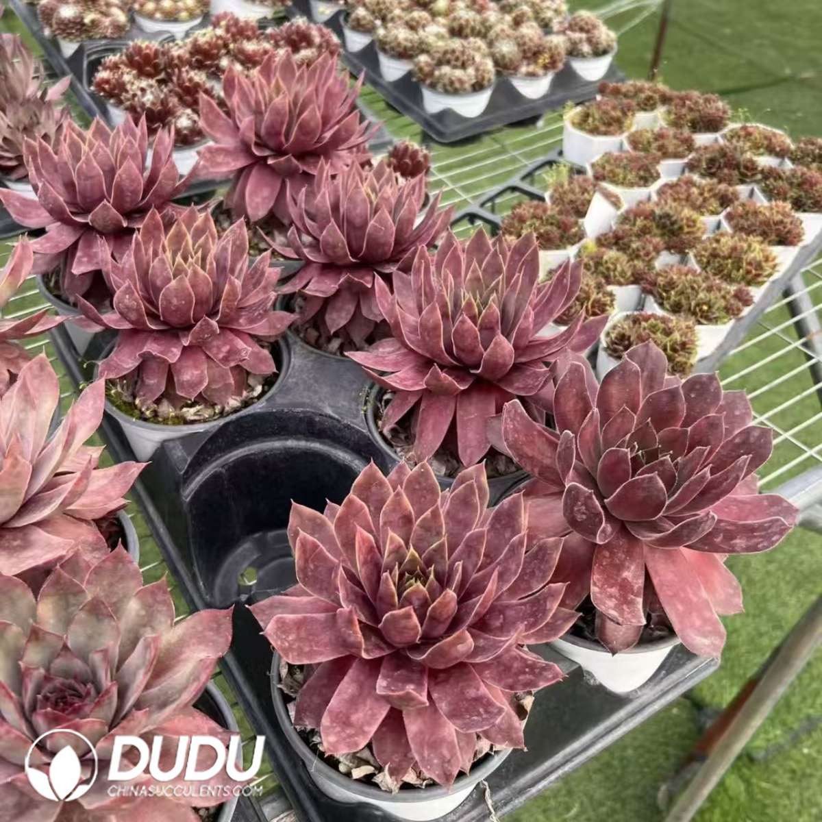 09635D120201.jpg Sempervivum Picture in Picture - 画像 (1)