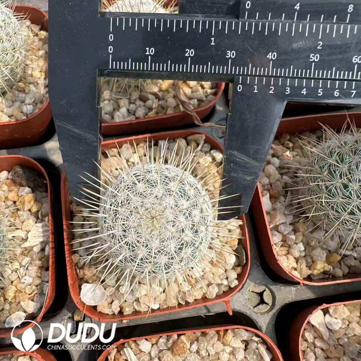 09637D30201.jpg Mammillaria dixanthocentron - 画像 (1)