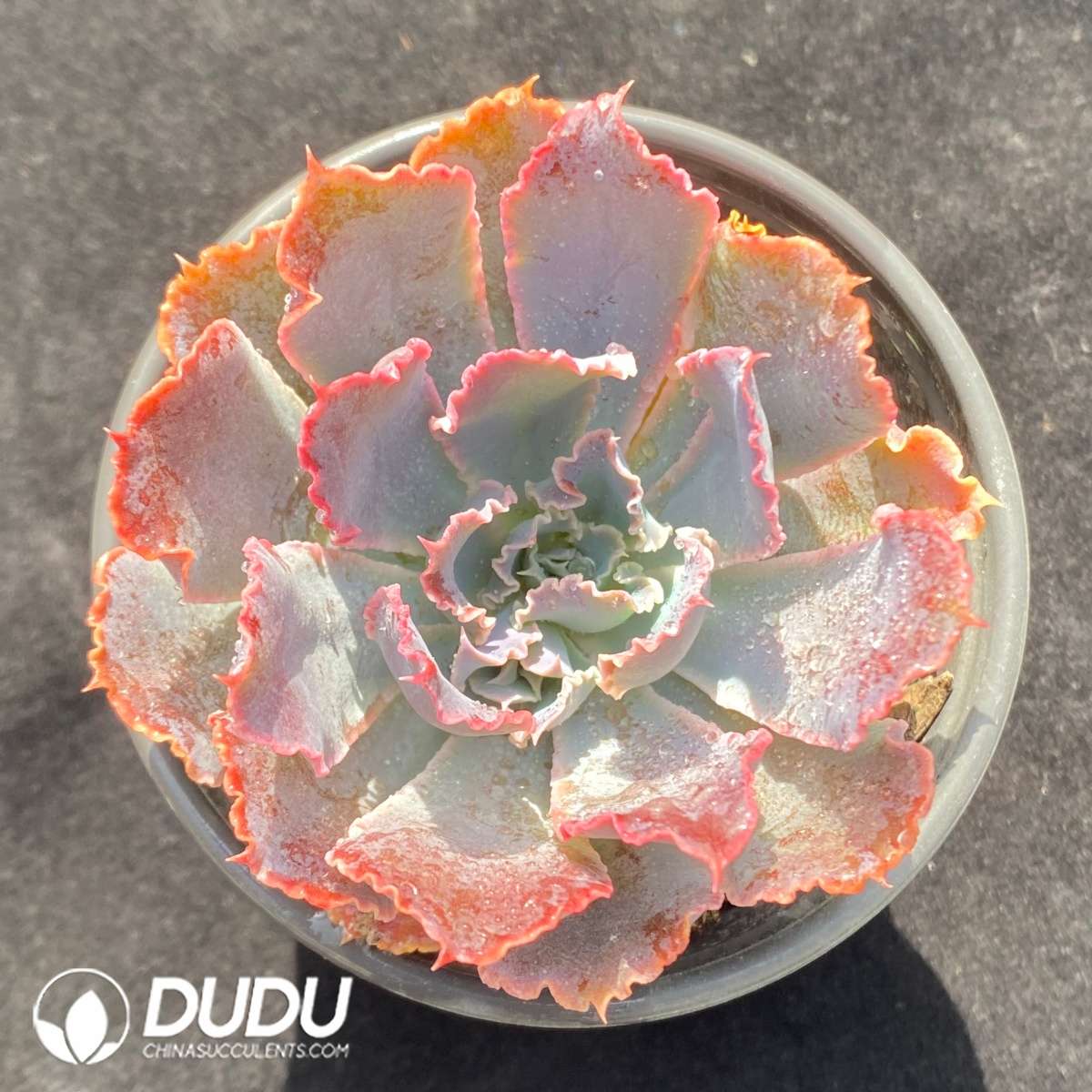 09642D90201.jpg Echeveria Neon Breaker - 画像 (1)
