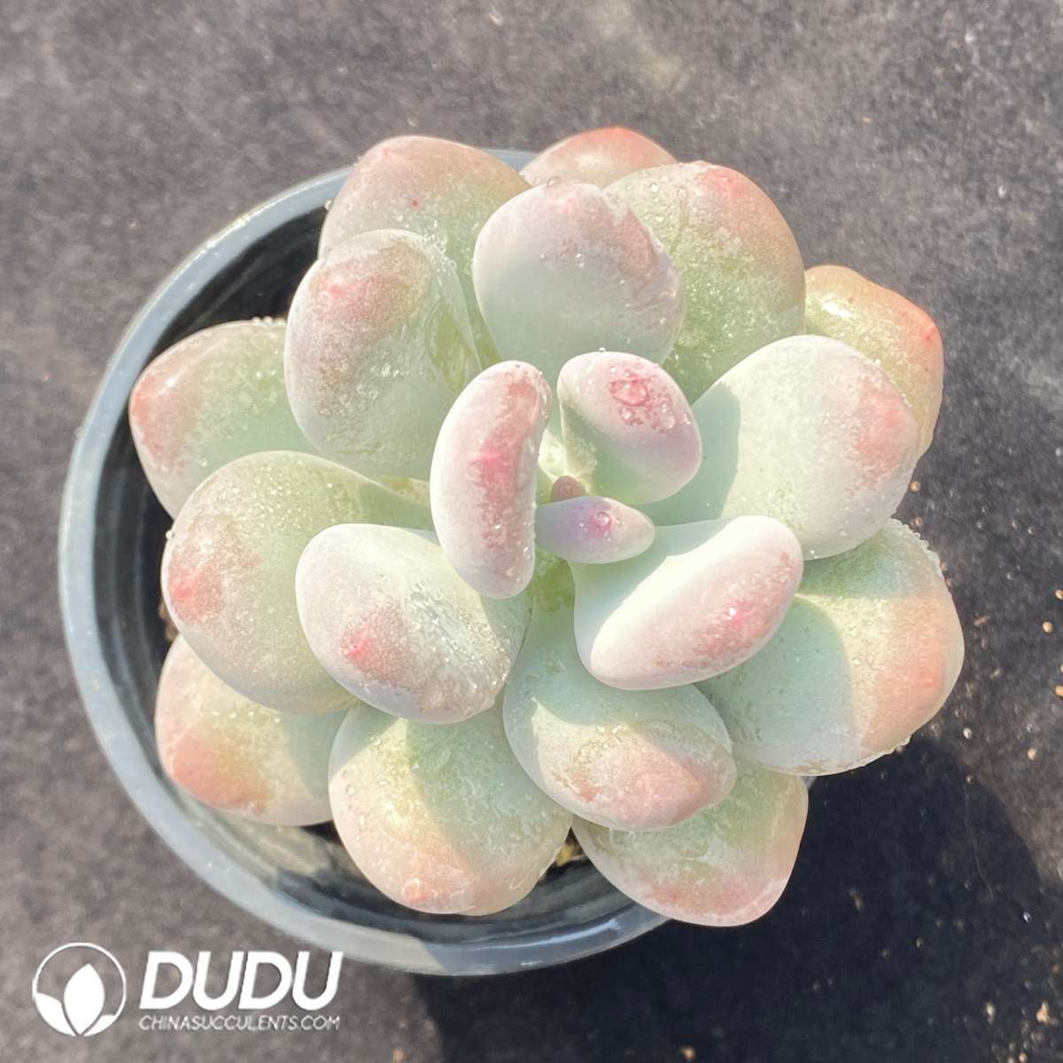 09644D90201.jpg Graptopetalum Glutinous Rice Balls - 画像 (1)