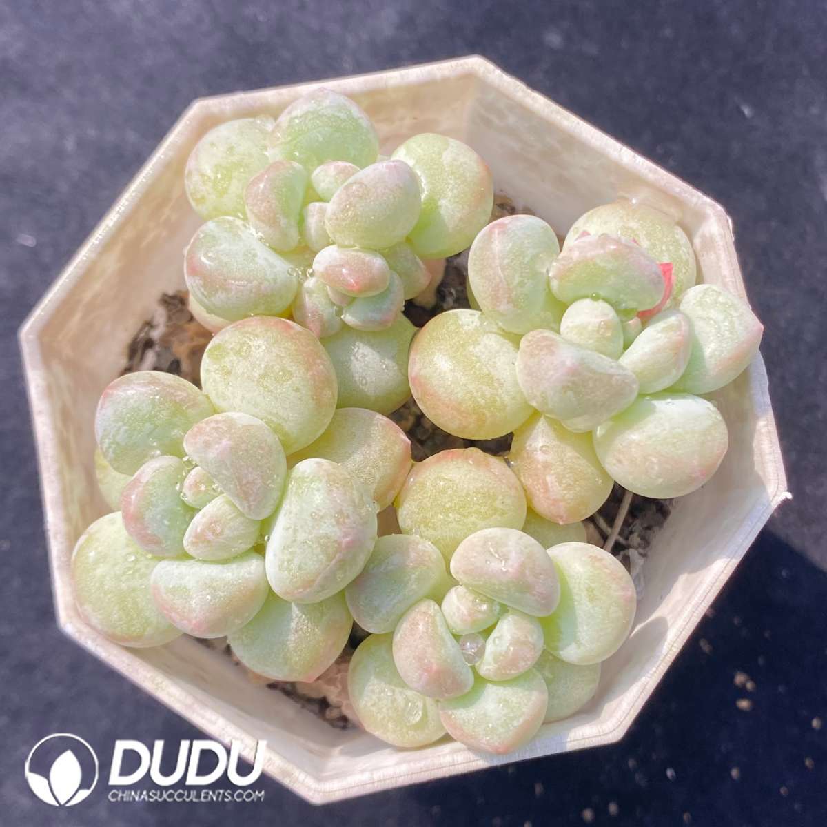 09645D70201.jpg Graptopetalum Bubble Gum Clustering - 画像 (1)