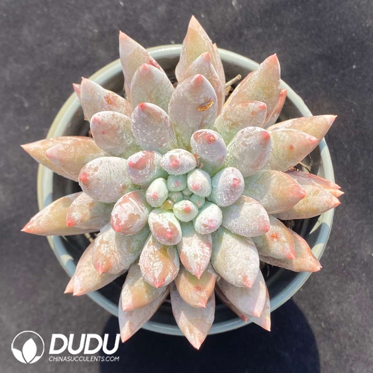 09649D90201.jpg Pachyphytum Solomon - 画像 (1)