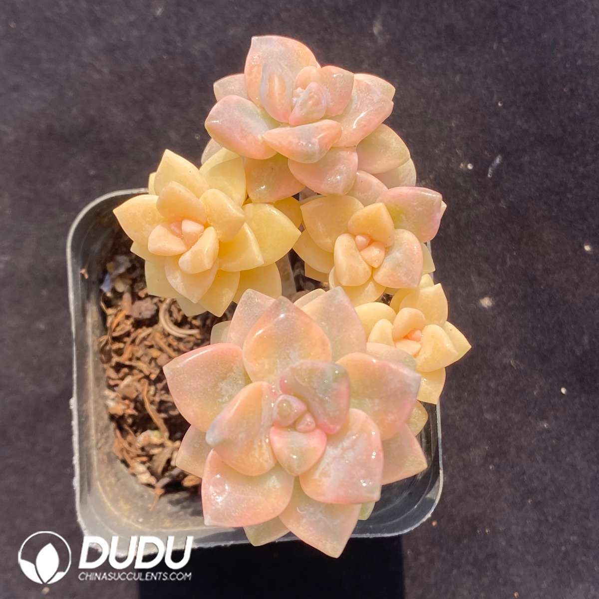 09651D70201.jpg Pachyphytum Apricot Beauty Clustering - 画像 (1)