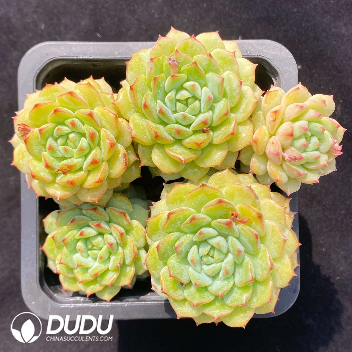09652D110201.jpg Echeveria Panda Clustering - 画像 (1)