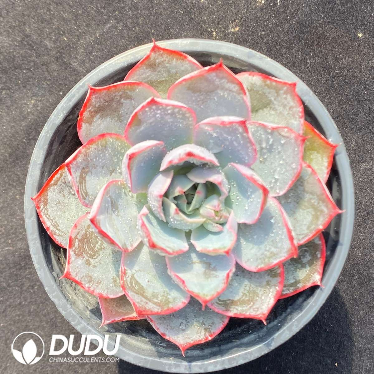09653D90201.jpg Echeveria Hera - 画像 (1)