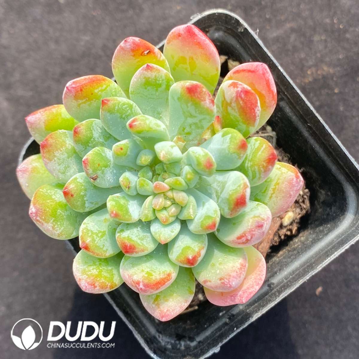 09654D60201.jpg Echeveria Blue Apple - 画像 (1)