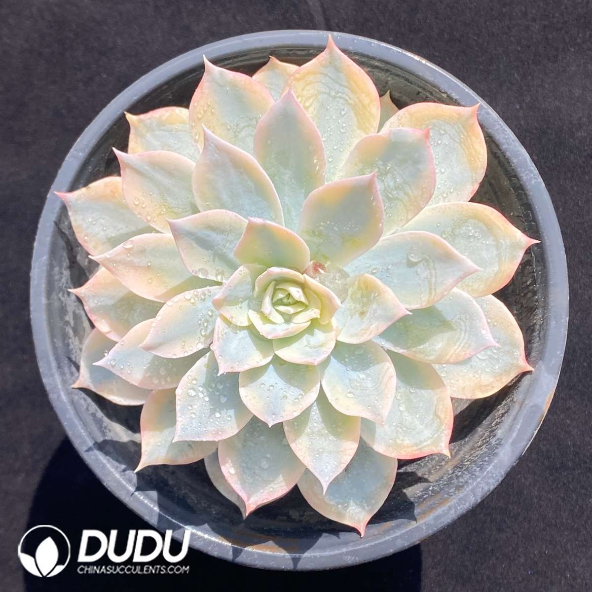 09656D90201.jpg Echeveria subsessilis variegated - 画像 (1)