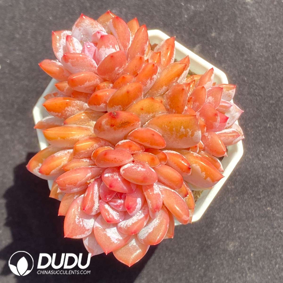 09663D70201.jpg Echeveria Star Orange Clustering - 画像 (1)