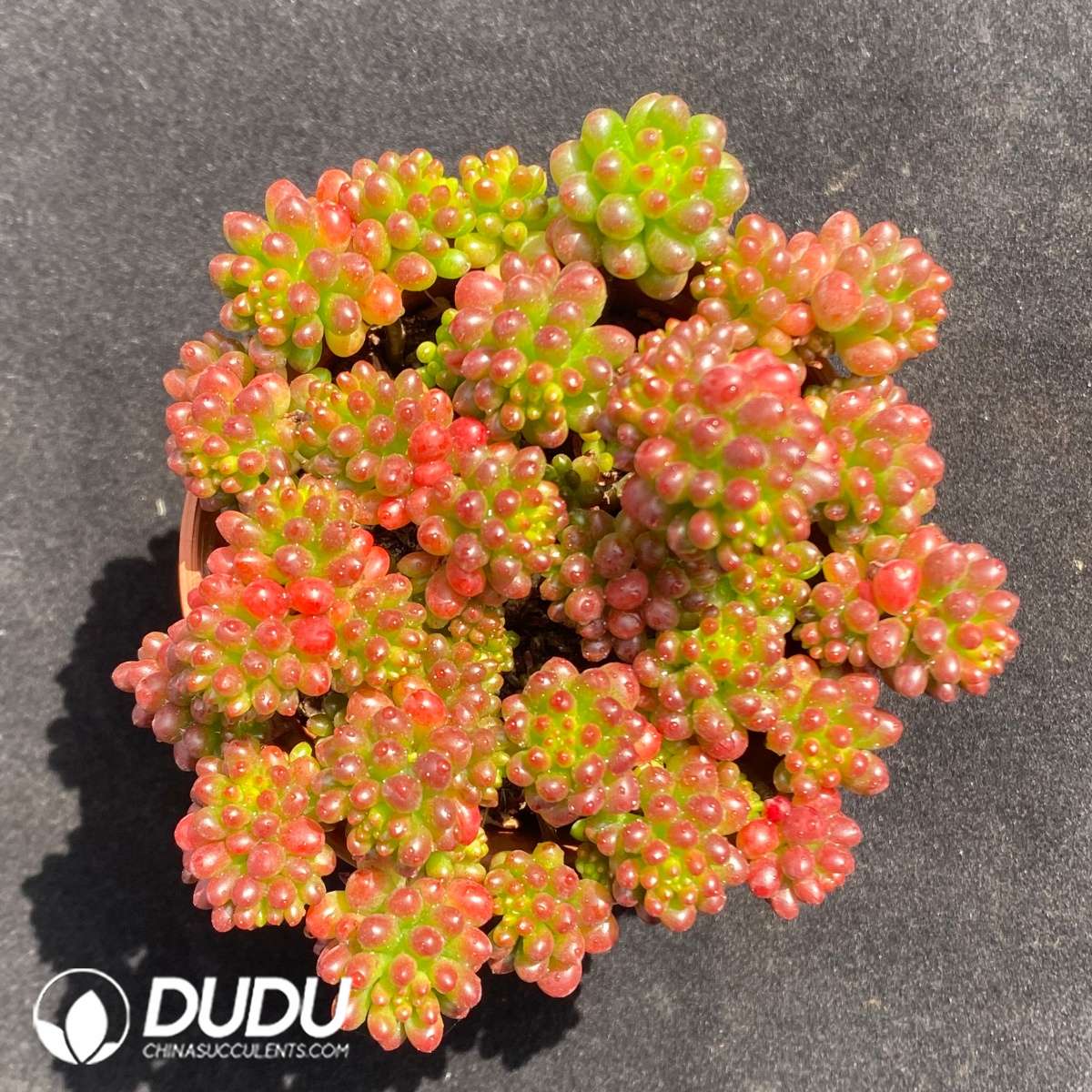 09664D90201.jpg Sedum Berries Clustering - 画像 (1)