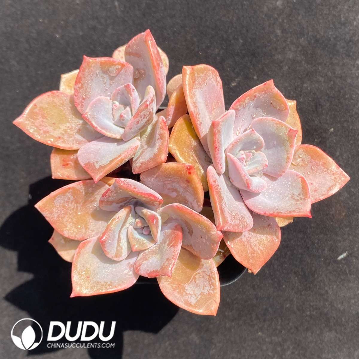 09665D70201.jpg Echeveria Purple Pearl Clustering - 画像 (1)
