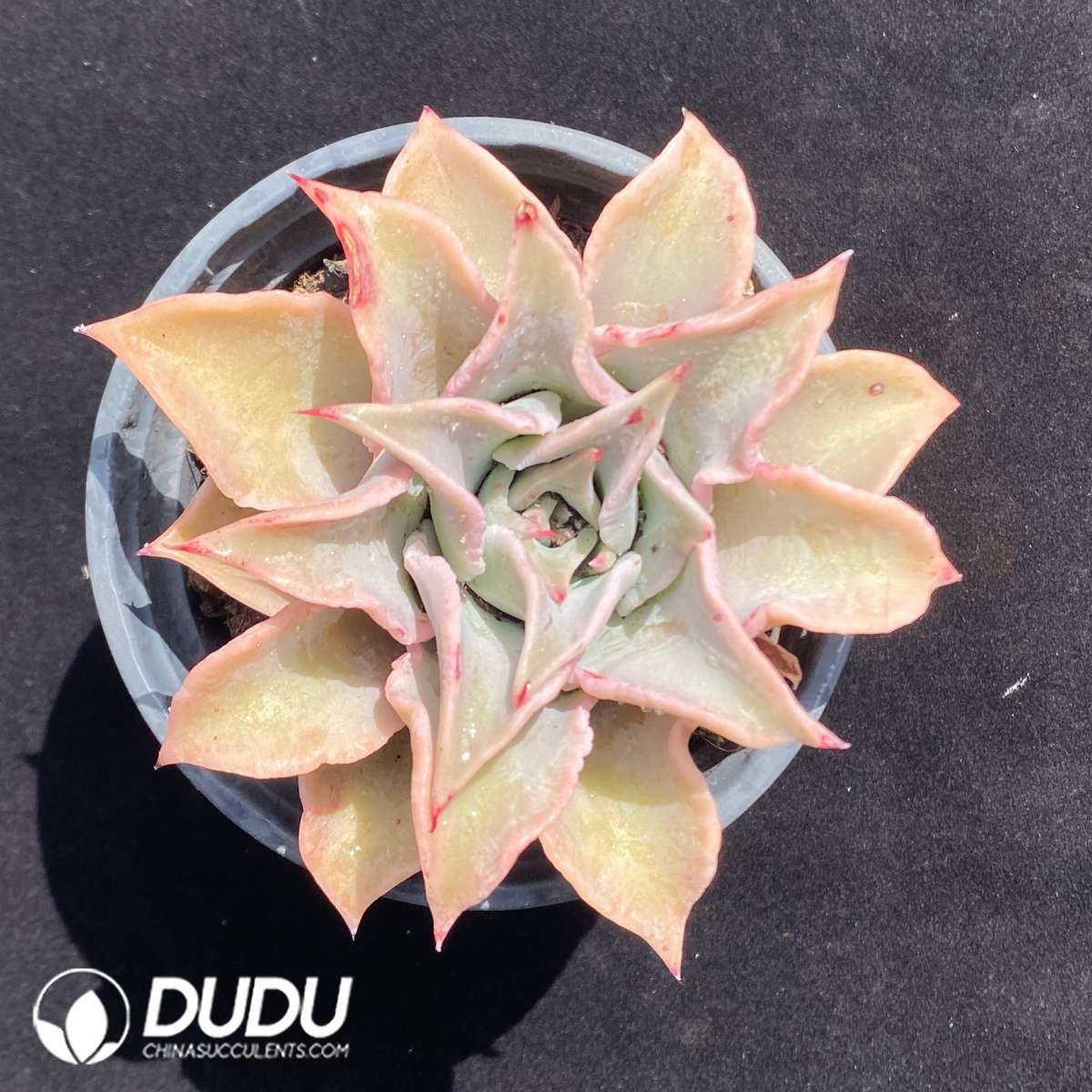 09668D90201.jpg Echeveria Red Madiba - 画像 (1)