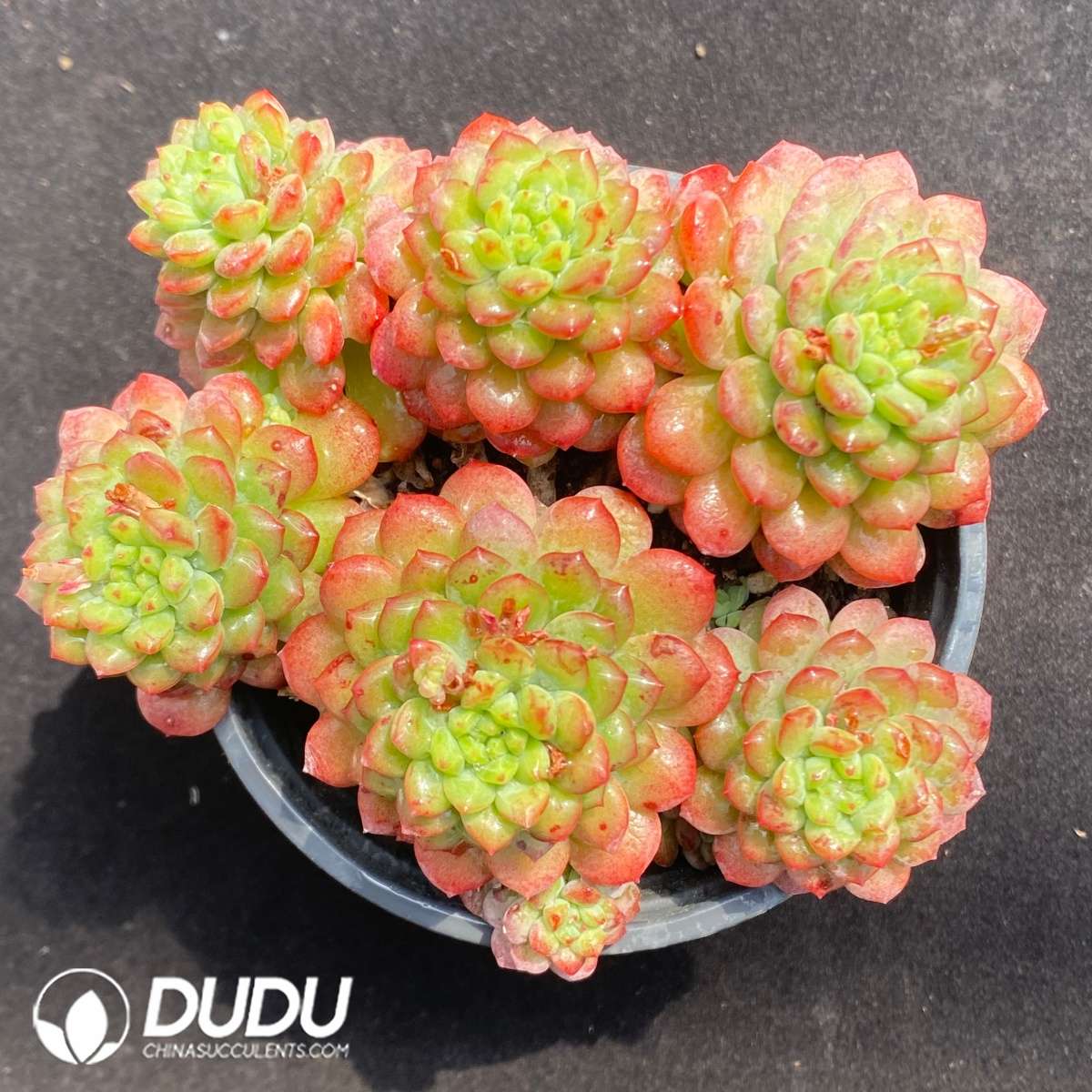 09673D90201.jpg Echeveria Strawberry Mousse Clustering - 画像 (1)