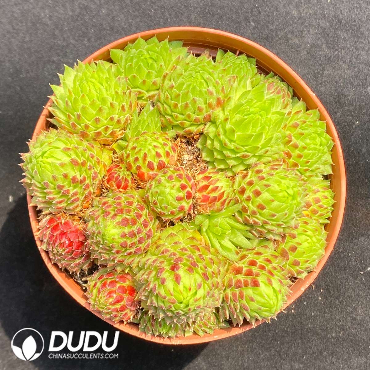 09675D90201.jpg Sempervivum Strawberry Roll - 画像 (1)