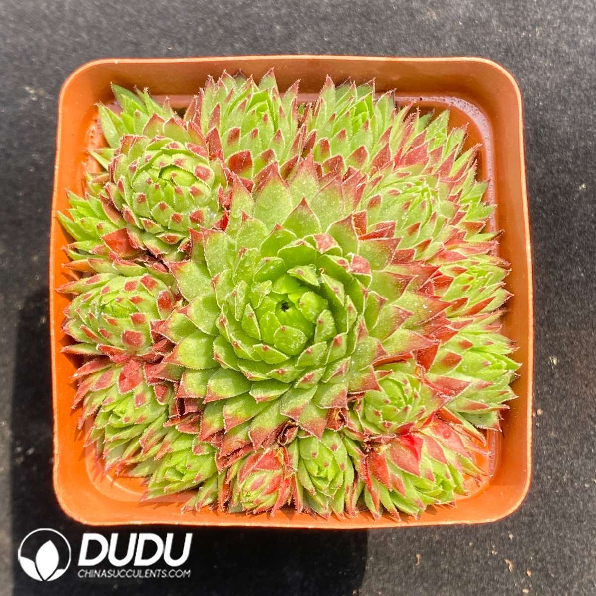 09676D60201.jpg Sempervivum Strawberry Roll - 画像 (1)