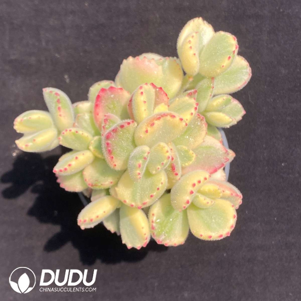 09683D90201.jpg Cotyledon Bear Clustering - 画像 (1)