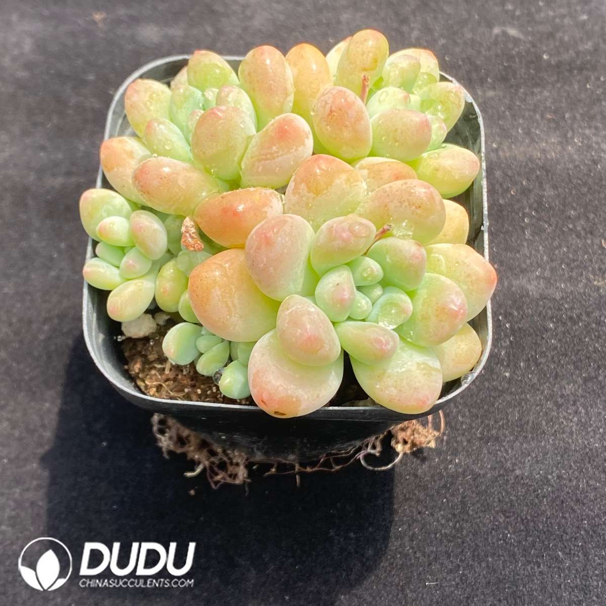09691D60201.jpg Pachyphytum Cheese Clustering - 画像 (1)