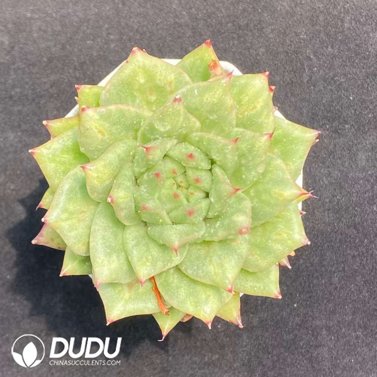 09692D70201.jpg Echeveria Rose - 画像 (1)