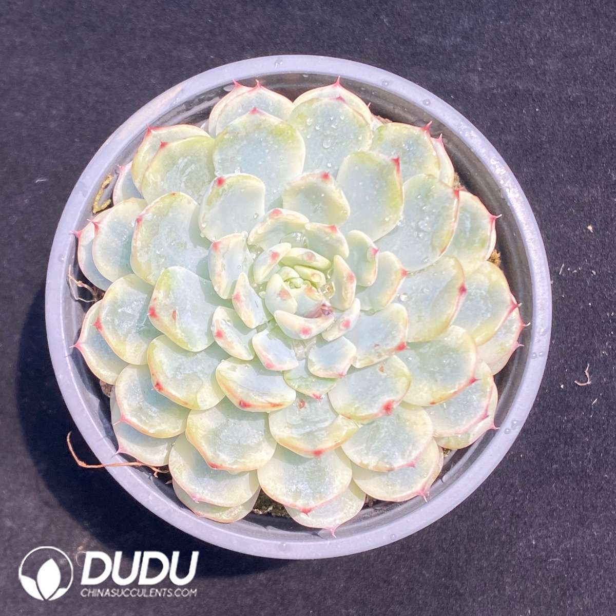 09697D90201.jpg Echeveria Minima Variegated - 画像 (1)