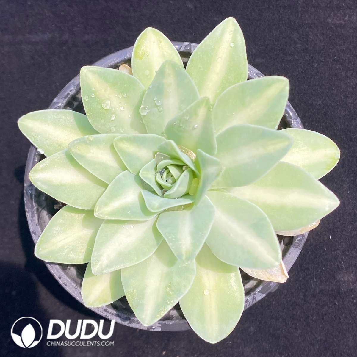 09703D90201.jpg Echeveria Lemon Rose Variegated - 画像 (1)