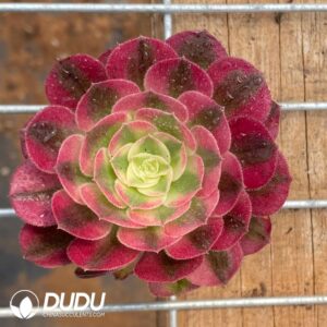 タニク-多肉植物の輸出卸売、高品質で低価格な多肉植物-top succulents