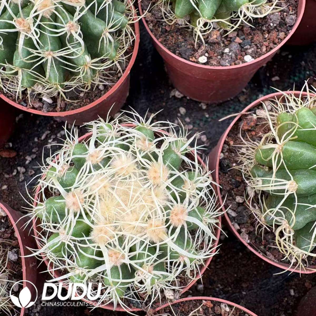 09723D70201.jpg Echinocactus Grusonii Wild-Spined - 画像 (1)