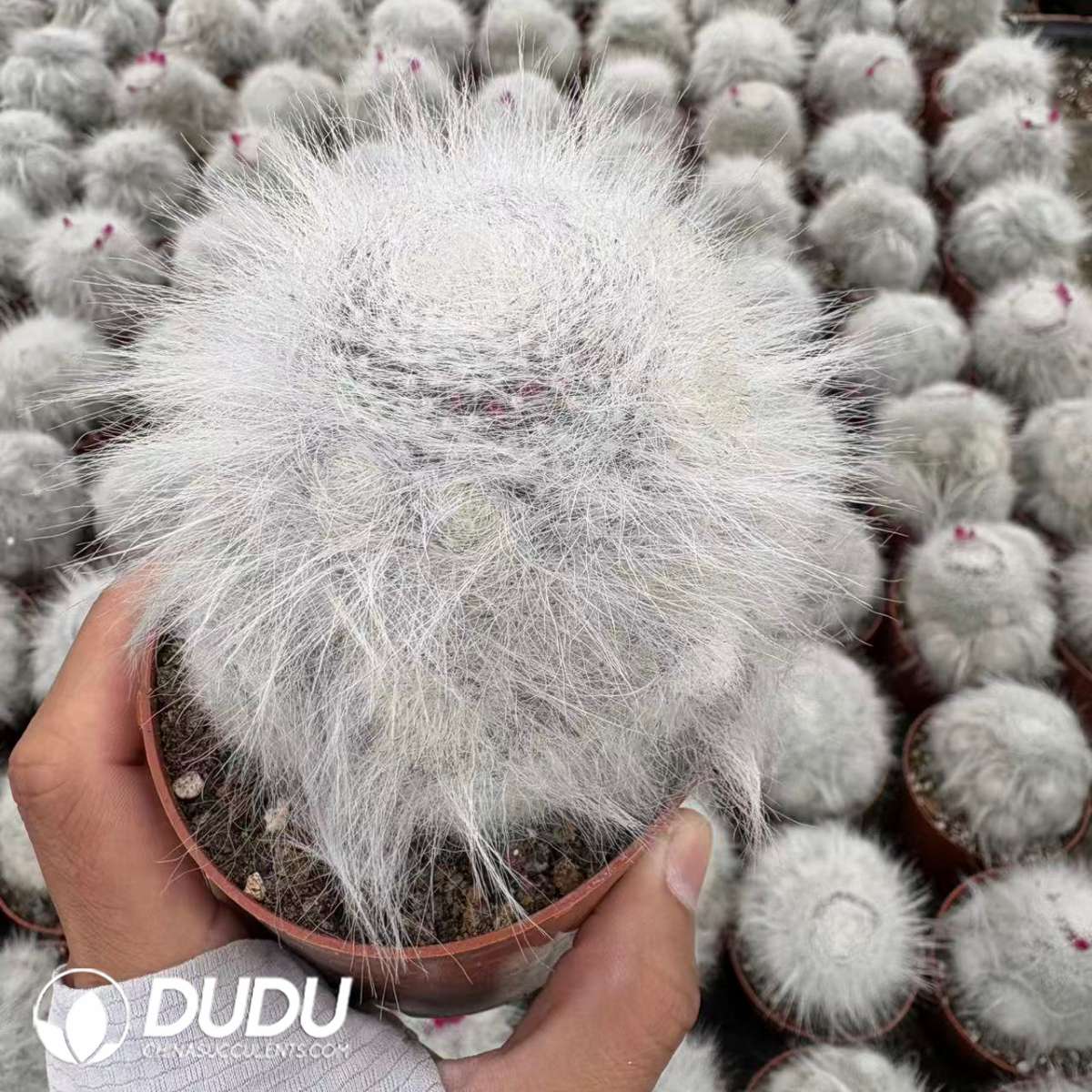 09725D80201.jpg Mammillaria hahniana f. lanata Clustering - 画像 (1)