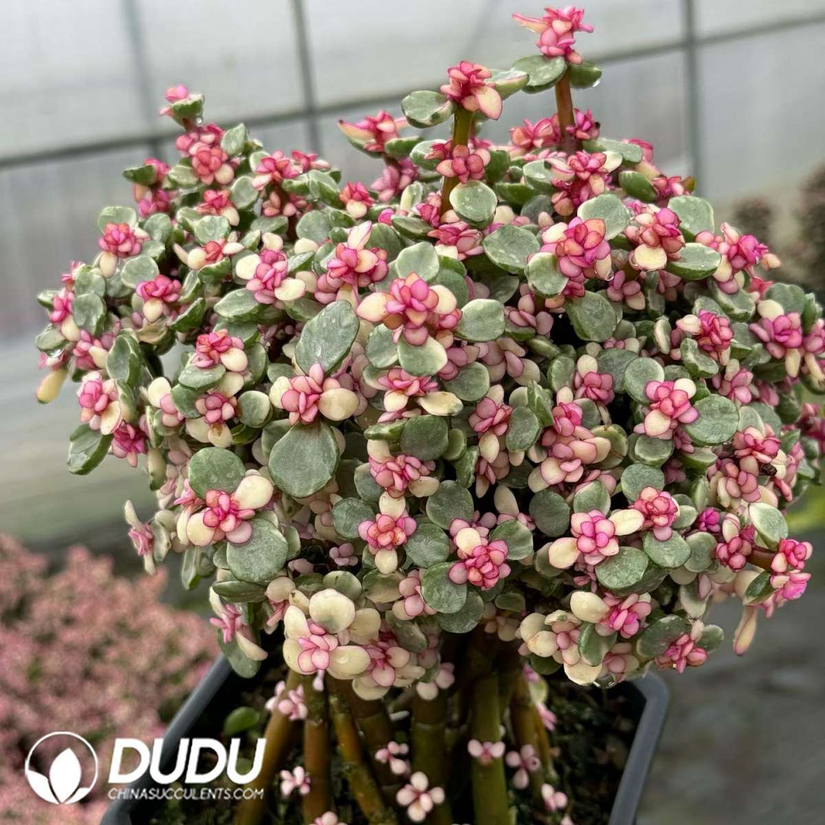 09726D140201.jpg (Scattered) Portulacaria afra var.foliis-variegatis Clustering 12Pots/Set - 画像 (1)