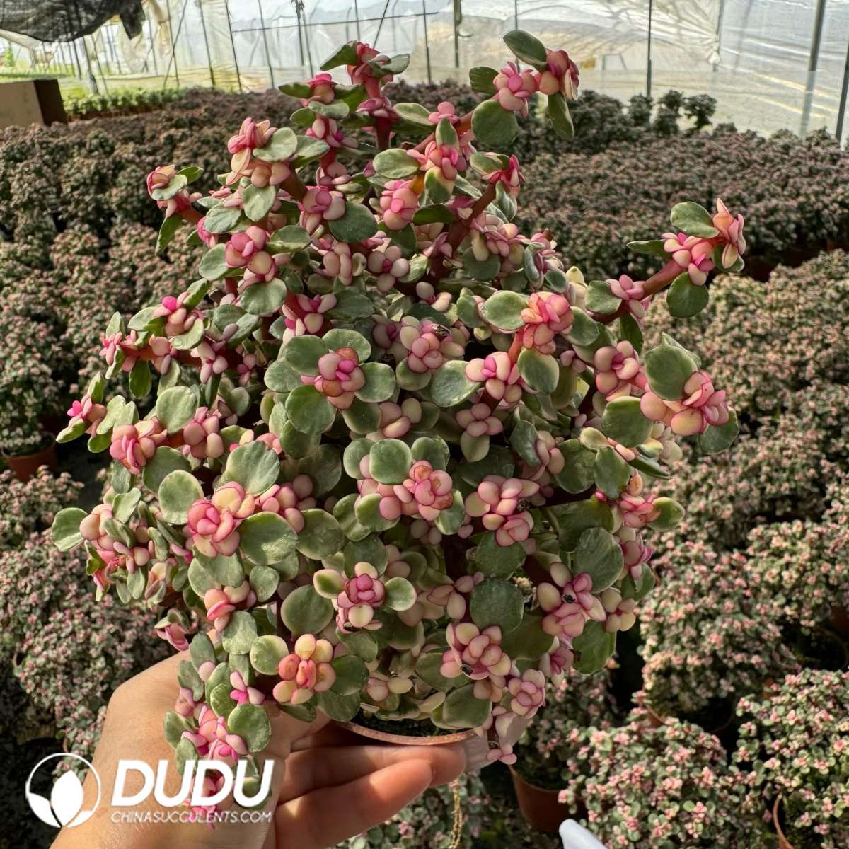 09727D120201.jpg Portulacaria afra var.foliis-variegatis 20Pots/Set - 画像 (1)