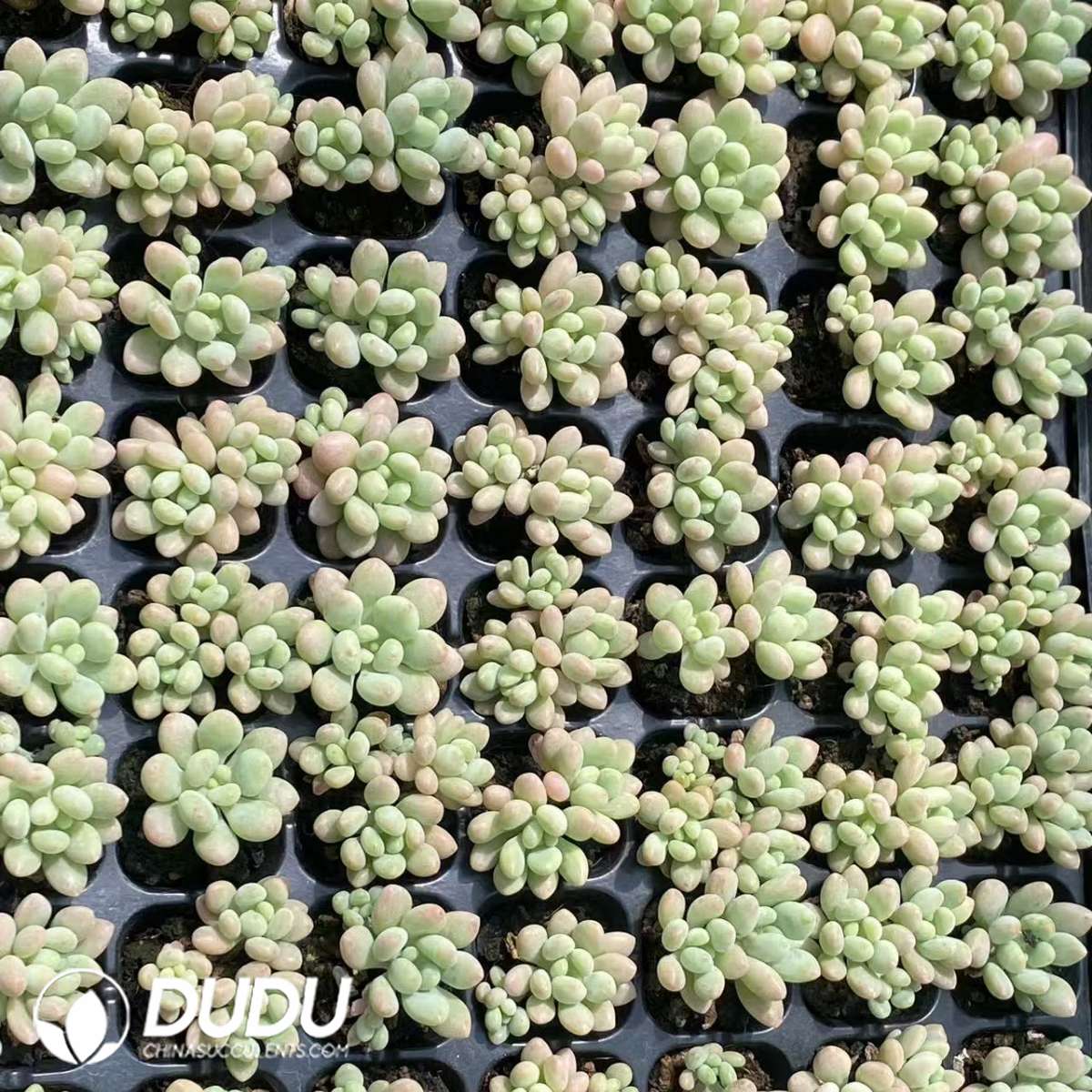 09732D30201.jpg 105pcs Graptosedum Rococo Seedlings - 画像 (1)