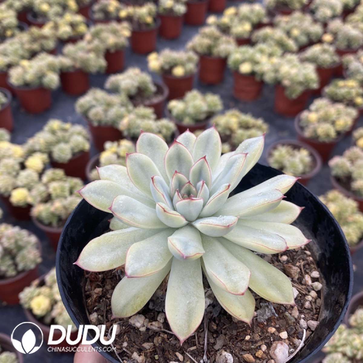 09733D120201.jpg Echeveria pulidonis - 画像 (1)