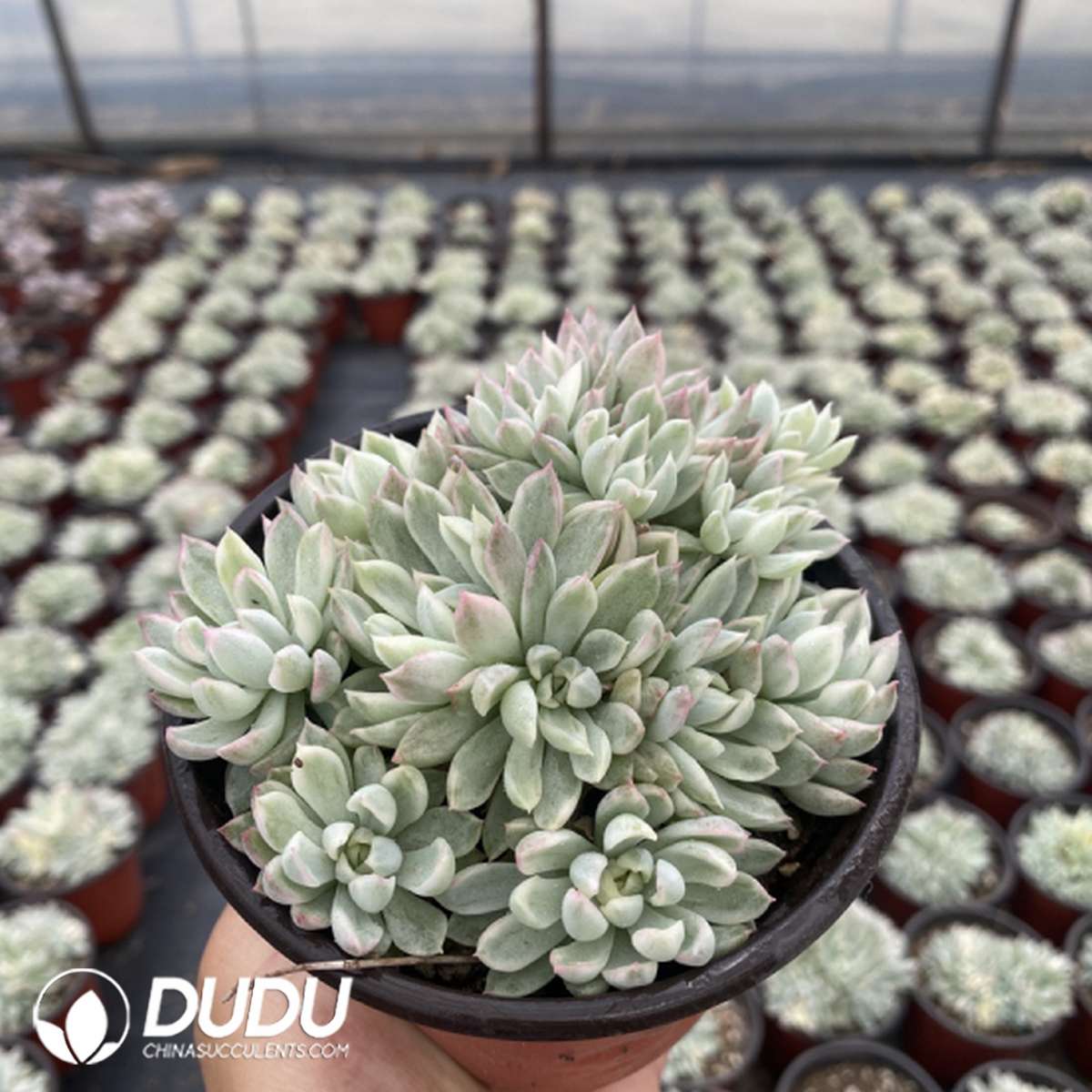 09736D110201.jpg Echeveria Mebina Variegata Clustering - 画像 (1)