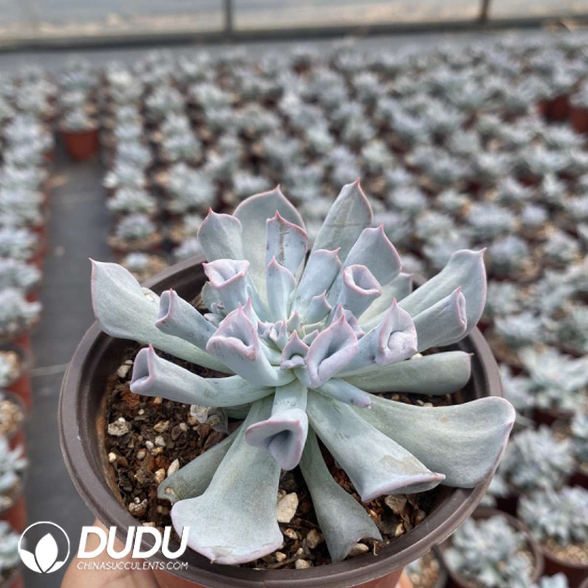 09737D110201.jpg Echeveria Trumpet Pinky Blue Form - 画像 (1)