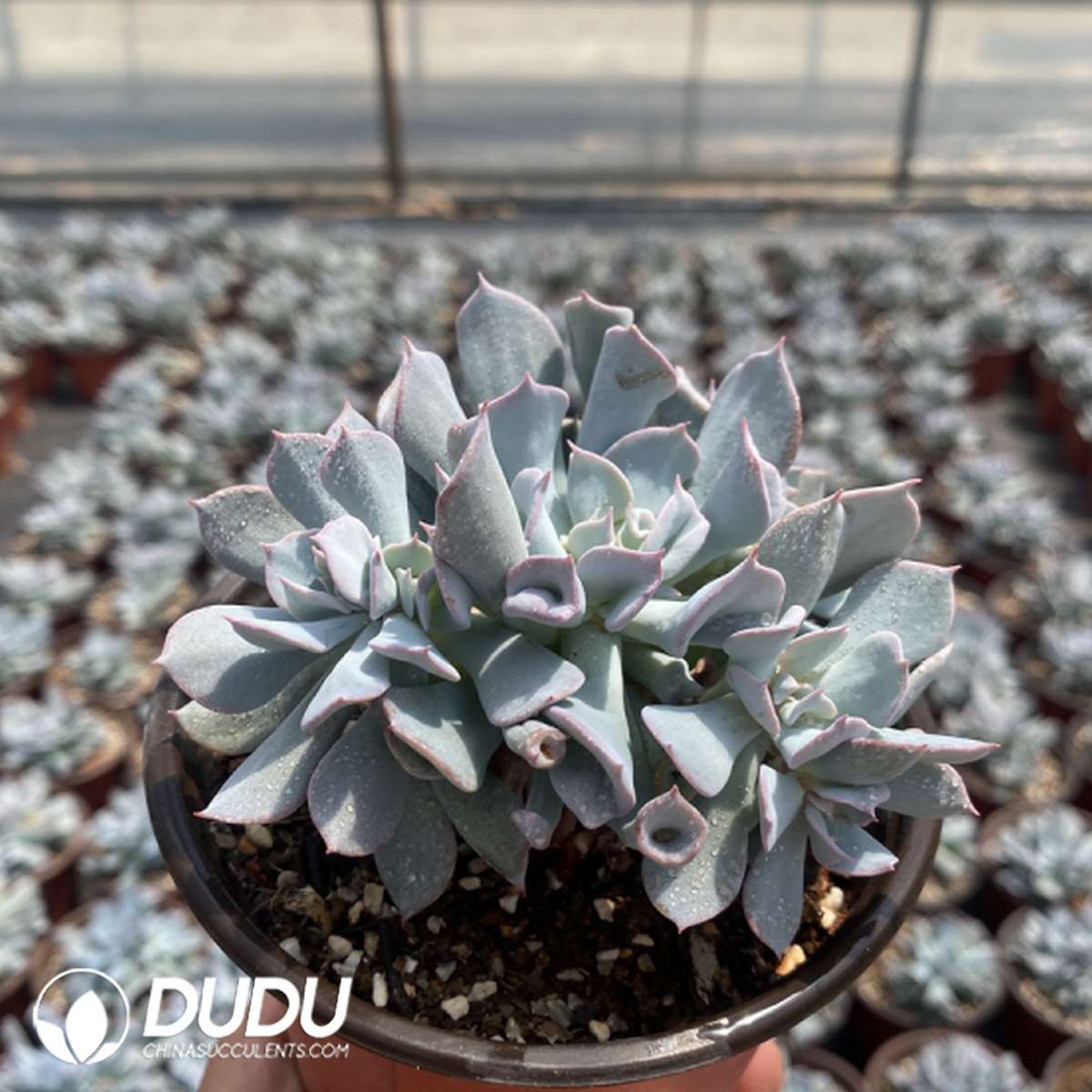 09738D120201.jpg Echeveria Trumpet Pinky Blue Form Clustering - 画像 (1)