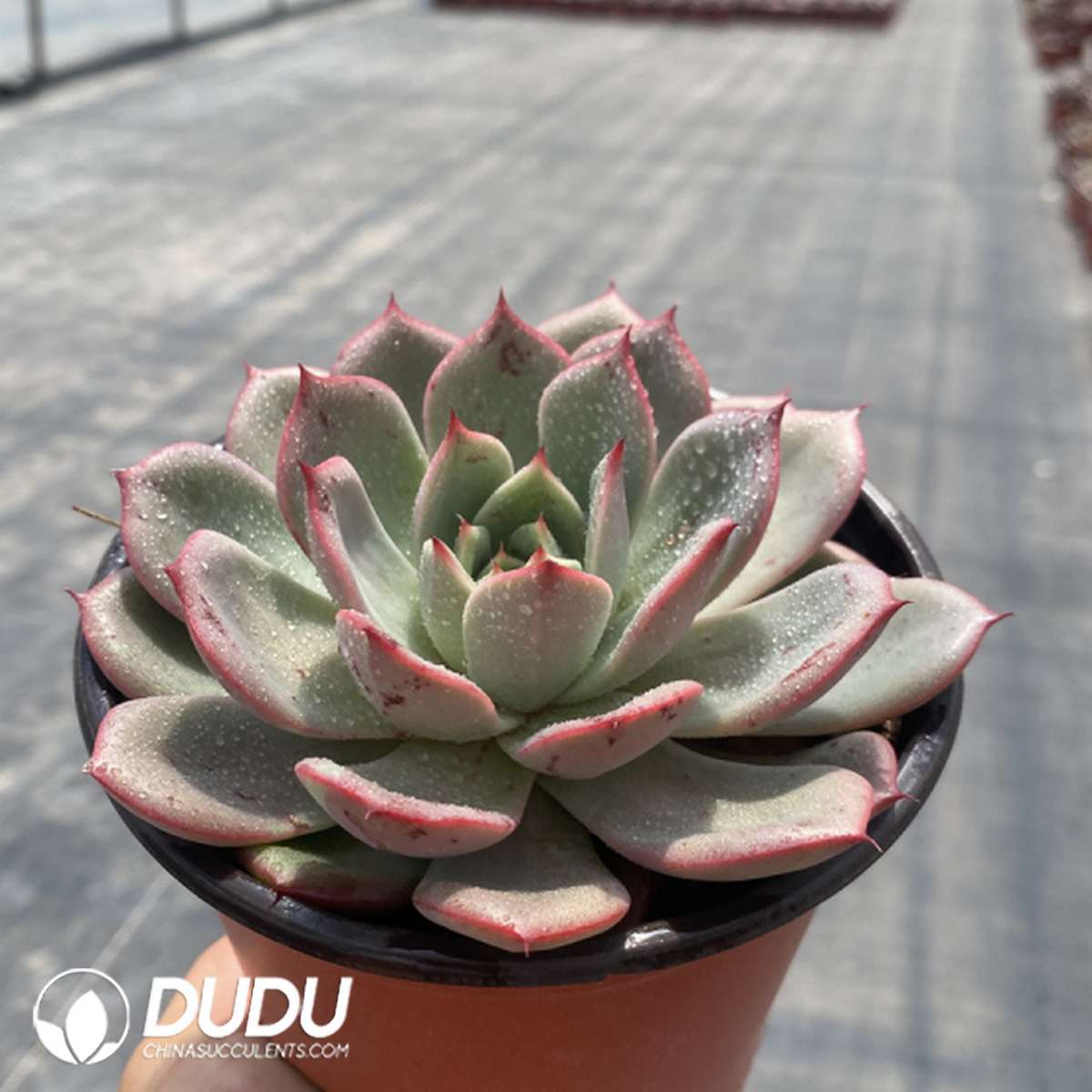 09739D120201.jpg Echeveria Agavoides Hybrid - 画像 (1)