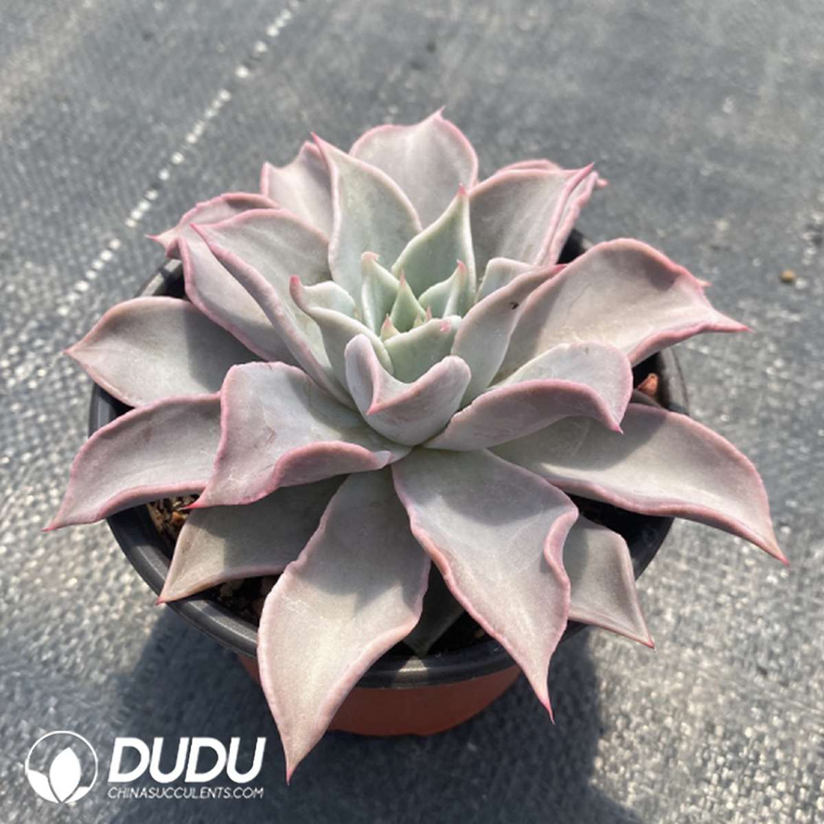 09740D120201.jpg Echeveria Pink Madiba - 画像 (1)