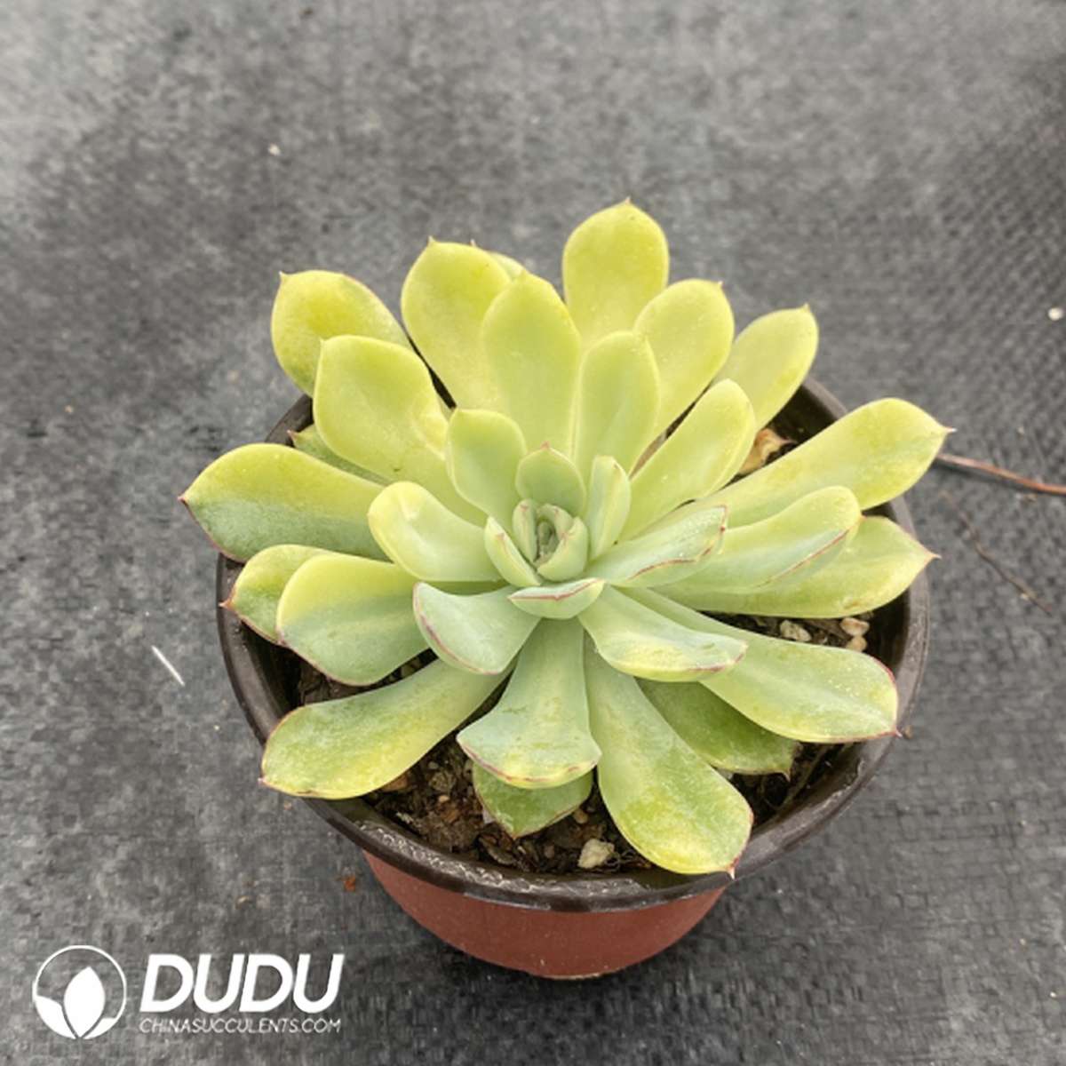 09743D110201.jpg Echeveria Moon Fairy - 画像 (1)