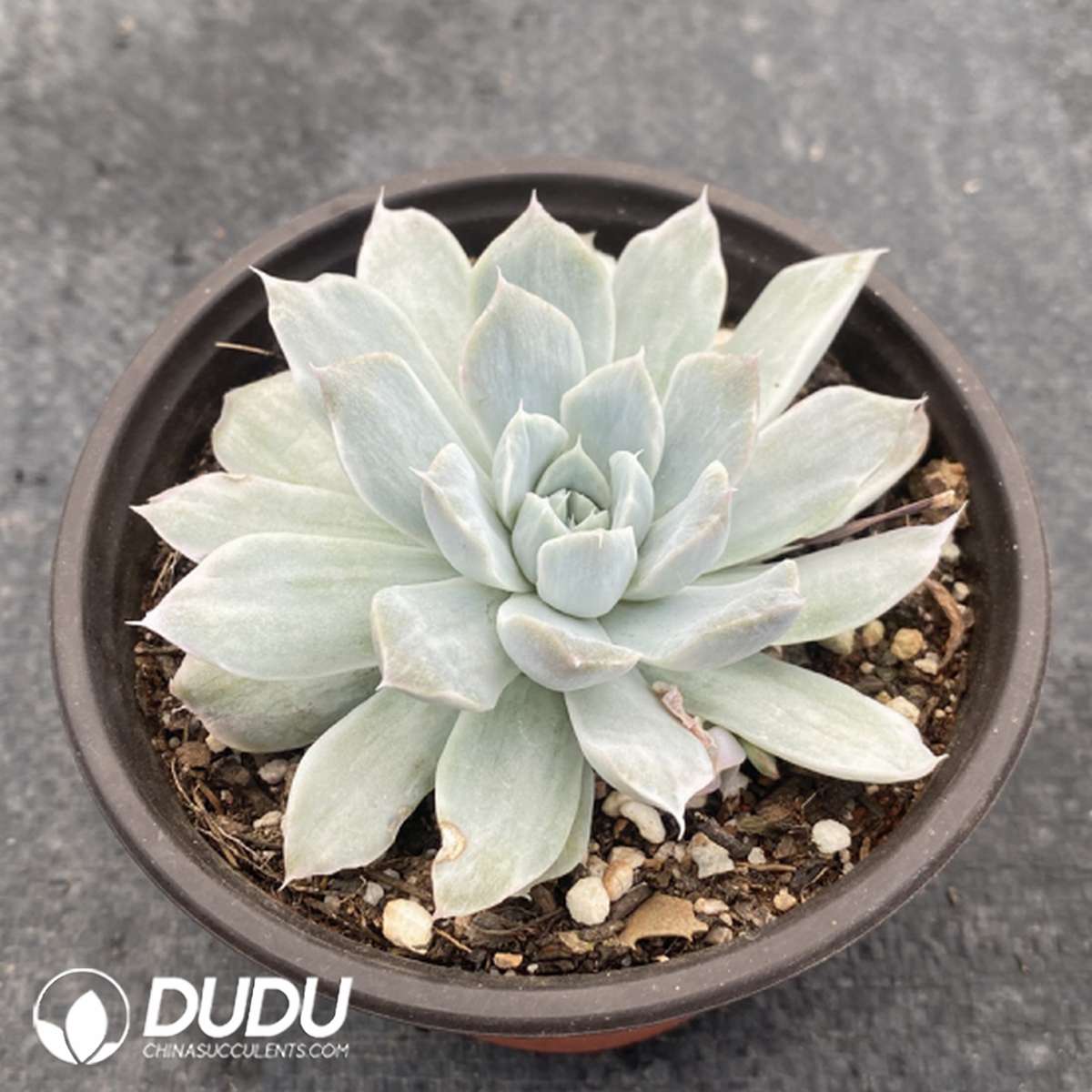 09744D110201.jpg Echeveria Blue Bird - 画像 (1)