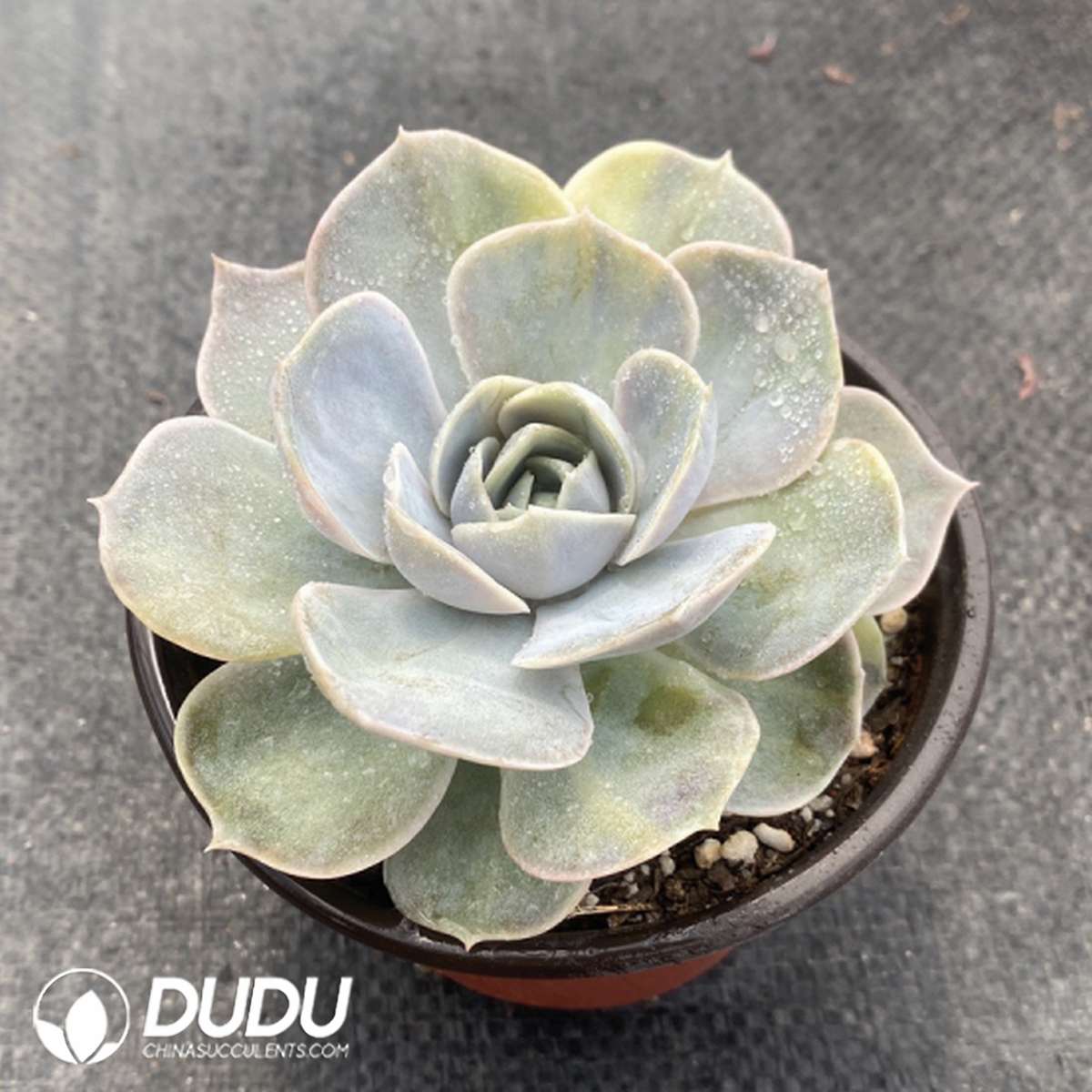 09745D110201.jpg Echeveria Surprise - 画像 (1)