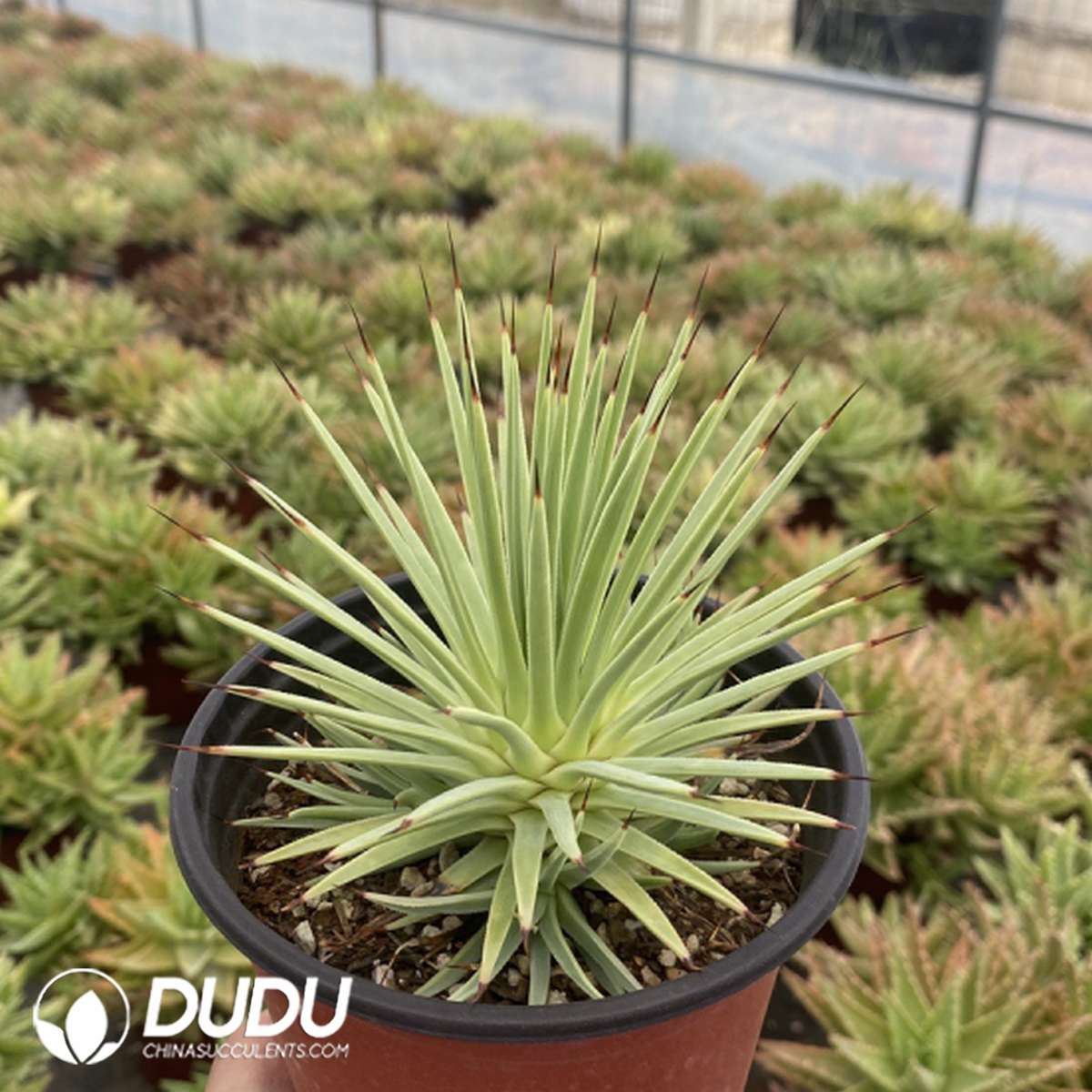 09753D120201.jpg Agave stricta - 画像 (1)