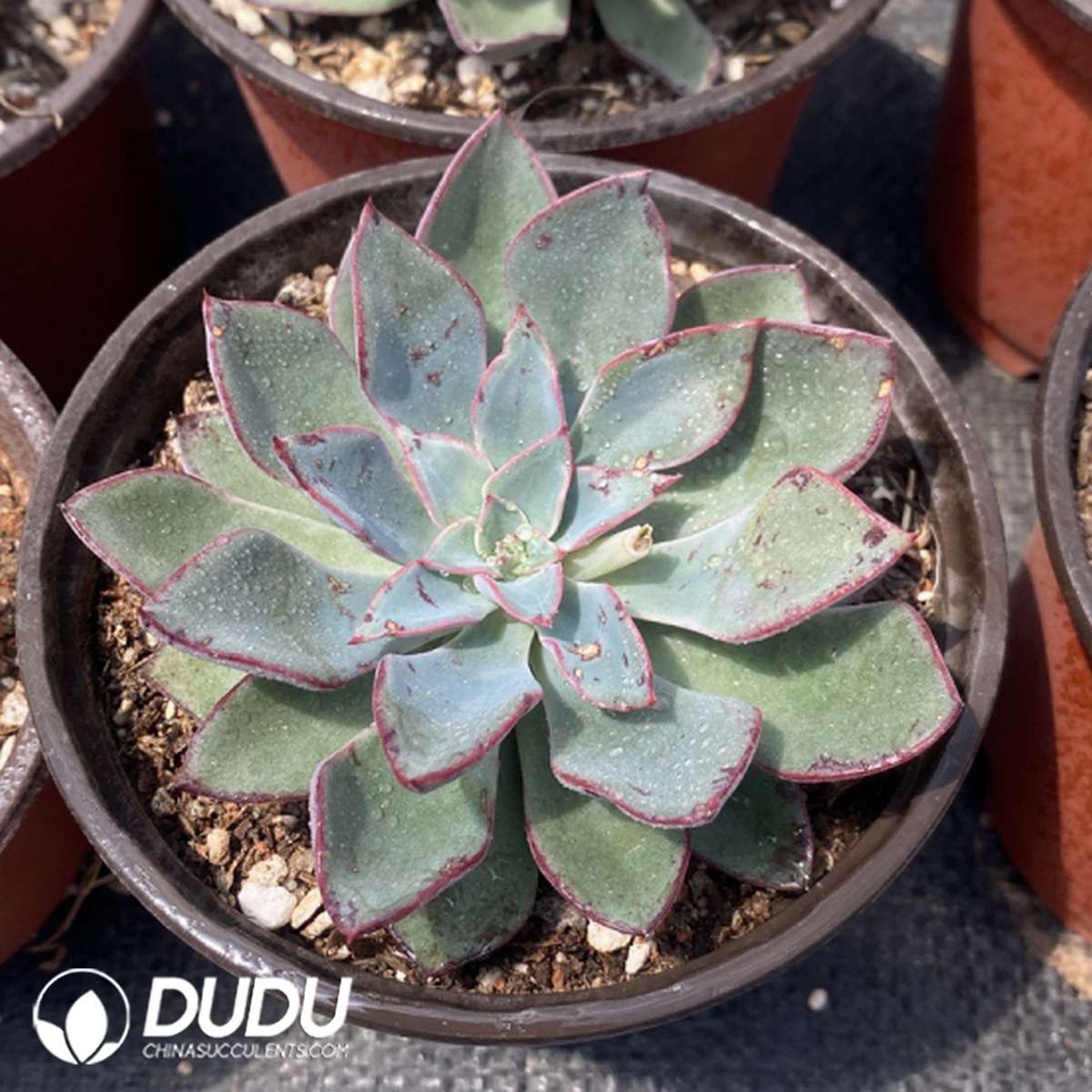 09756D110201.jpg Echeveria Riga - 画像 (1)