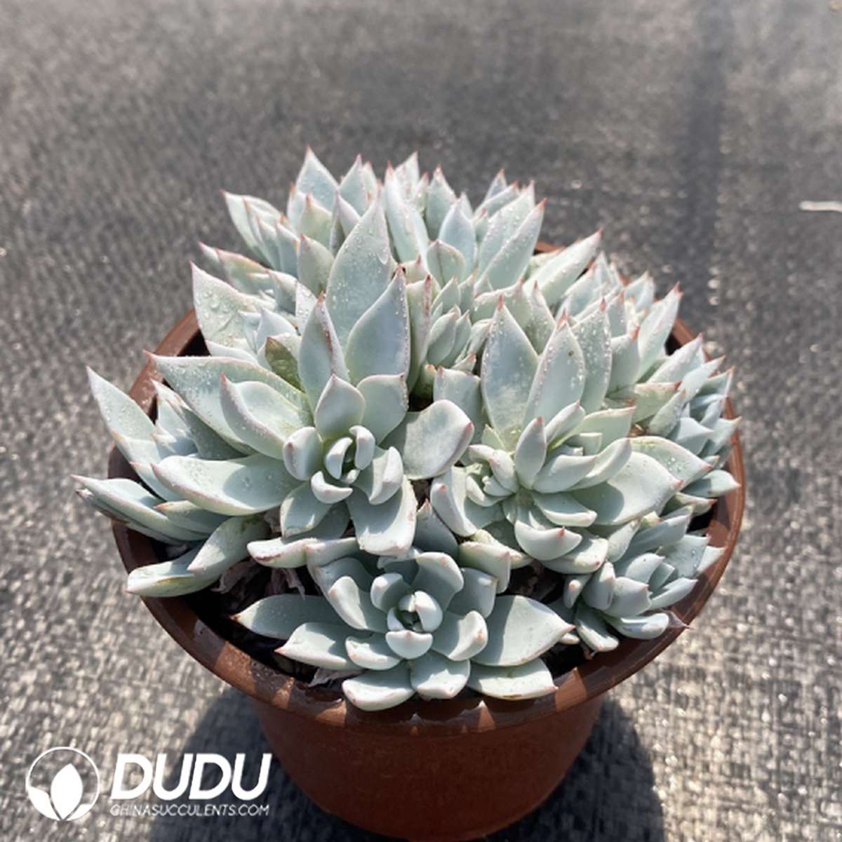 09762D110201.jpg Echeveria Lanniao Clustering - 画像 (1)