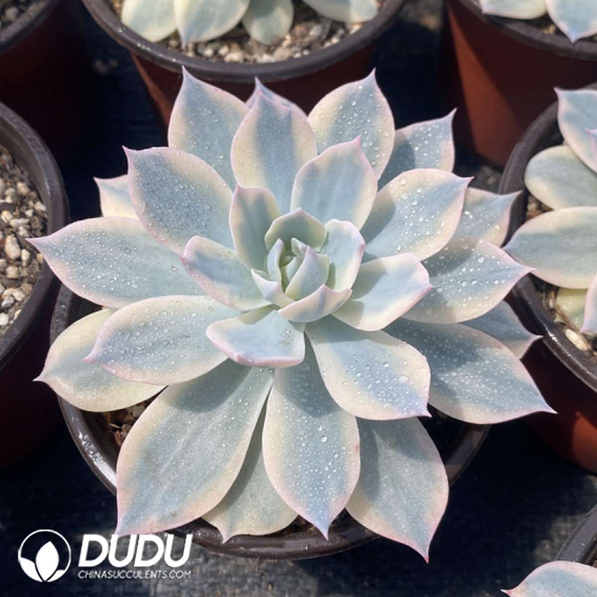 09763D110201.jpg Echeveria subsessilis variegated - 画像 (1)