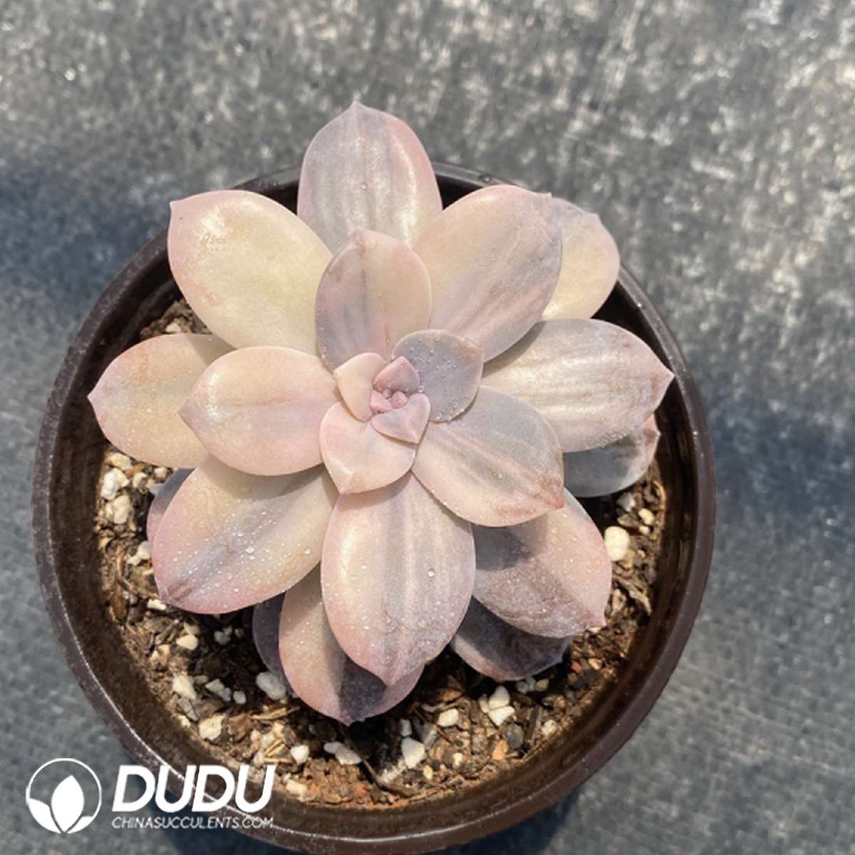 09764D120201.jpg Graptopetalum Superbum Variegated - 画像 (1)