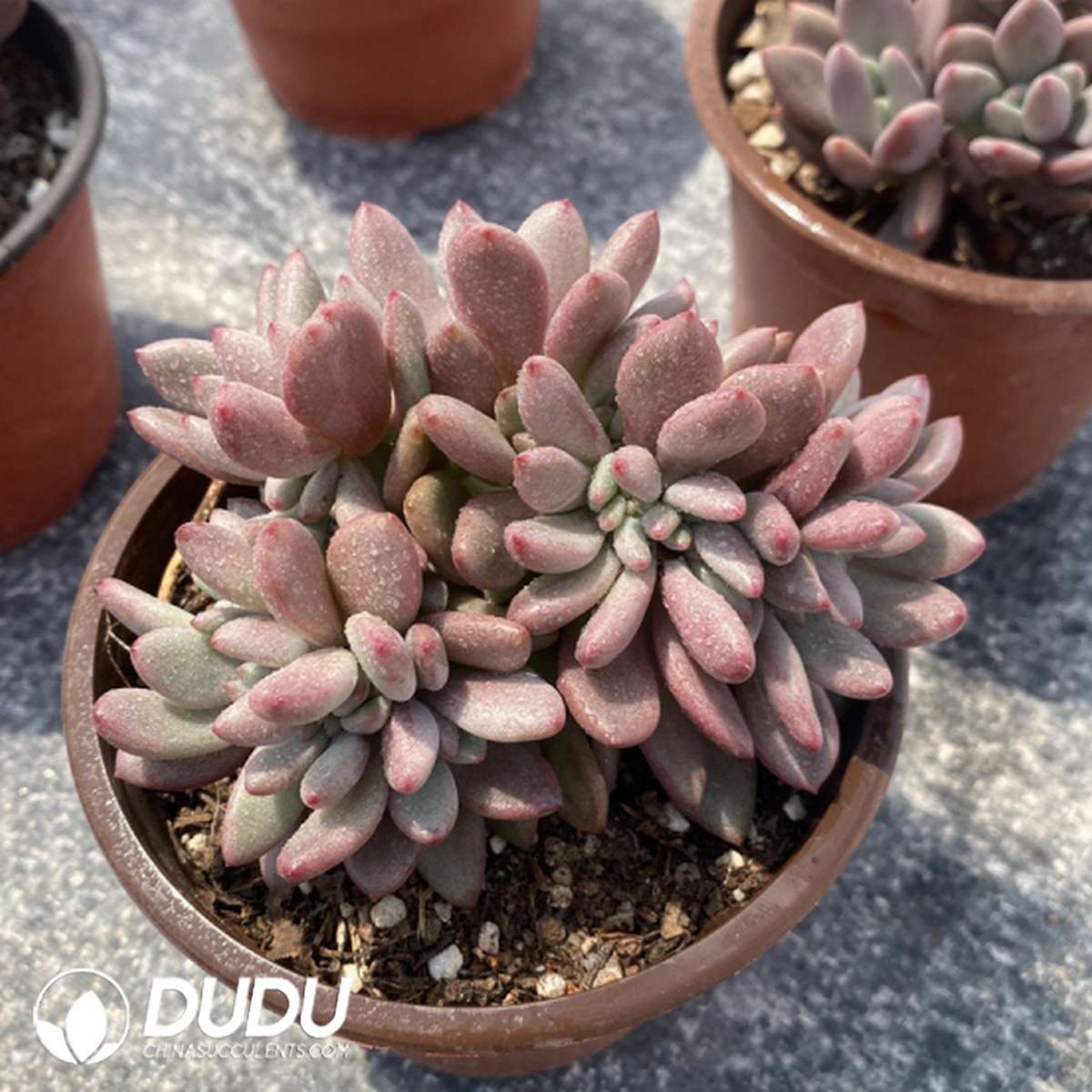 09765D110201.jpg Echeveria Peach Blossom Cristata - 画像 (1)