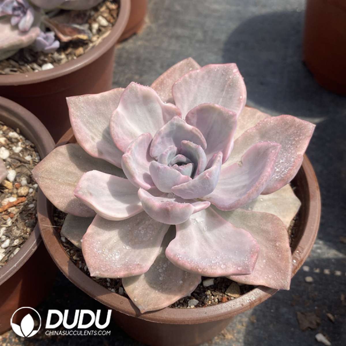 09767D110201.jpg Graptoveria Mrs Richards - 画像 (1)