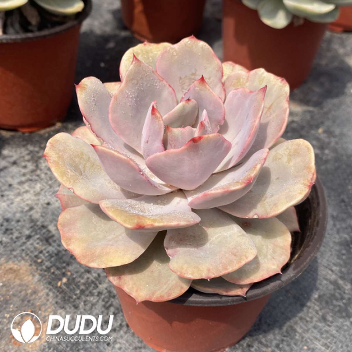 09770D120201.jpg Echeveria Snow White Monstruosa - 画像 (1)