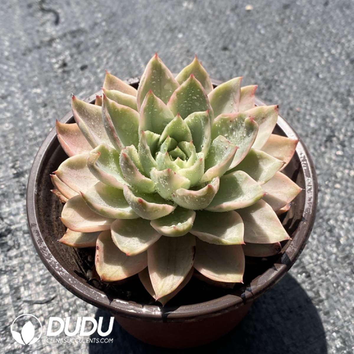 09772D110201.jpg Echeveria Hami Melon Hybrid - 画像 (1)