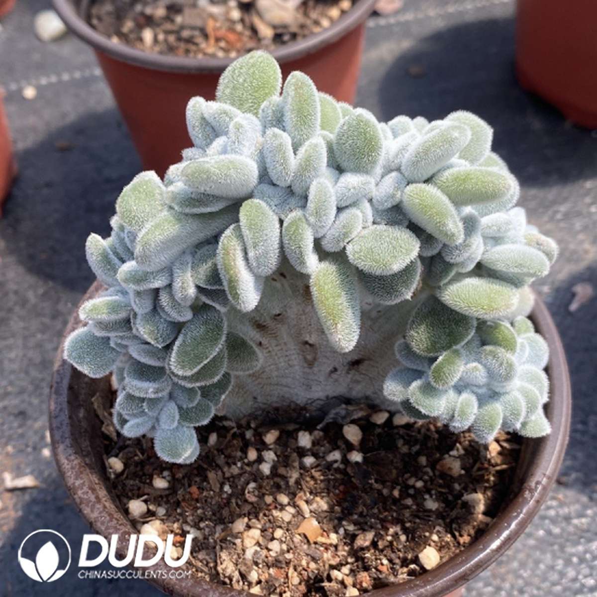 09773D120201.jpg Echeveria Snow Blush Cristata - 画像 (1)