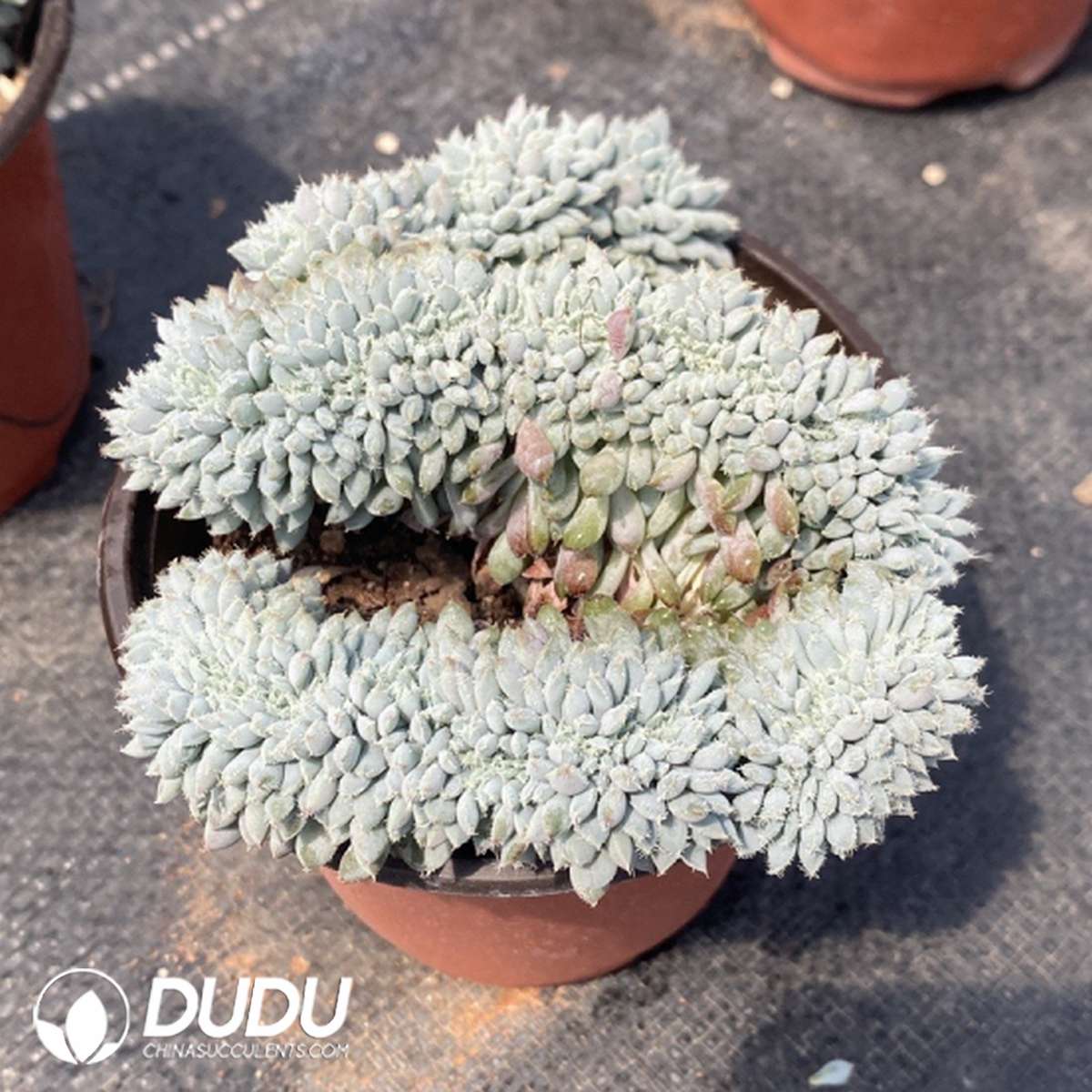 09774D110201.jpg Echeveria Qingzhulian Cristata - 画像 (1)